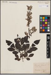 Salix aurita L. x Salix silesiaca Willd.